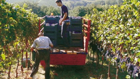 Un vigneto della cantina Fratelli Pardi