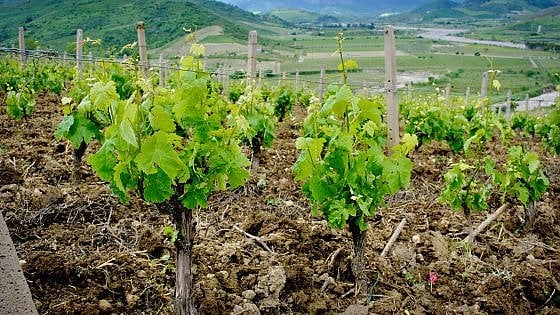 Una vigna dell'azienda Cataldo Calabretta