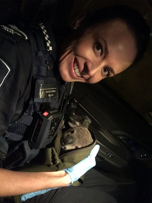 Australia, Alfred il koala salvato dalla polizia