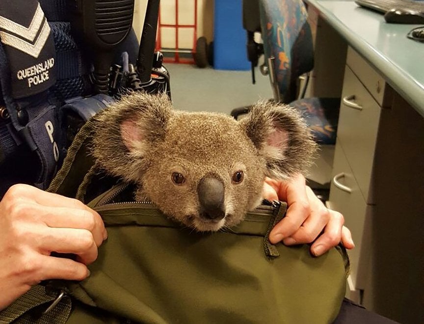 Australia, Alfred il koala salvato dalla polizia