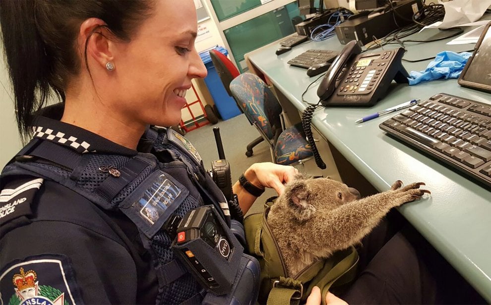 Australia, Alfred il koala salvato dalla polizia