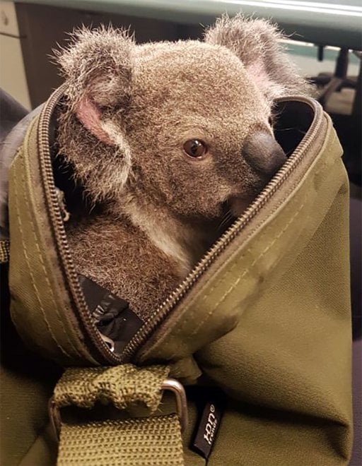 Australia, Alfred il koala salvato dalla polizia