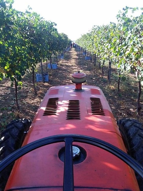 Che bella la vendemmia nelle immagini dei vignaioli