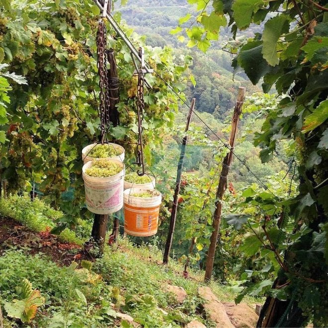 Che bella la vendemmia nelle immagini dei vignaioli