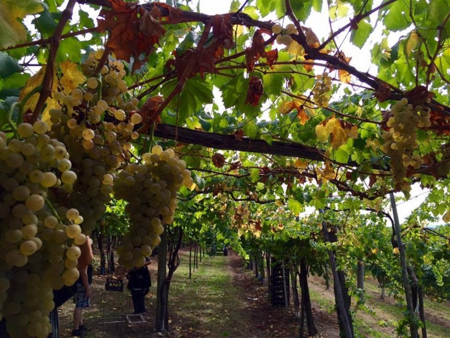 Che bella la vendemmia nelle immagini dei vignaioli