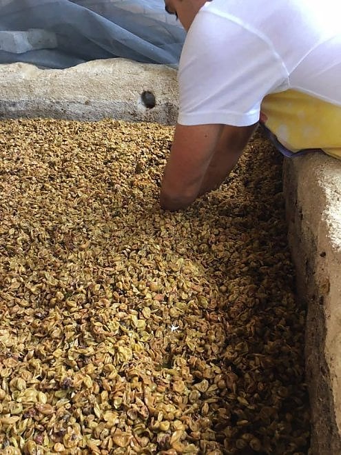Che bella la vendemmia nelle immagini dei vignaioli