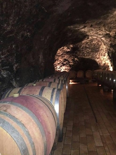 Che bella la vendemmia nelle immagini dei vignaioli