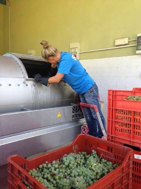 Che bella la vendemmia nelle immagini dei vignaioli