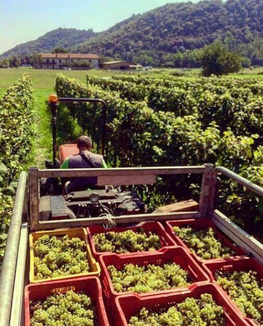 Che bella la vendemmia nelle immagini dei vignaioli