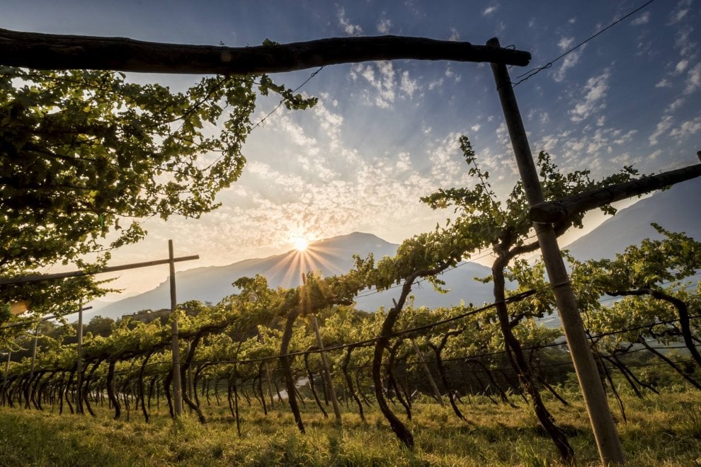 Che bella la vendemmia nelle immagini dei vignaioli