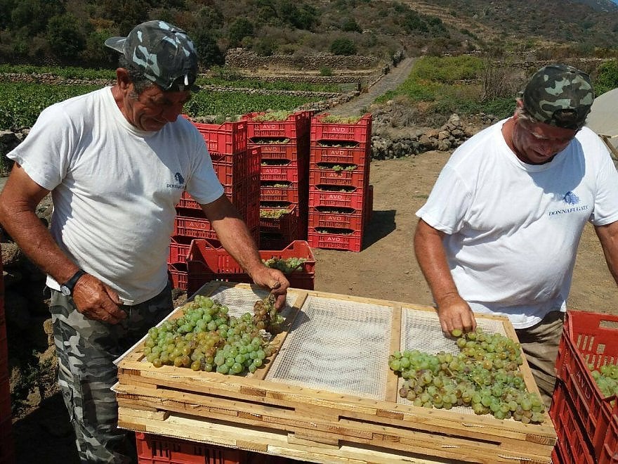 Che bella la vendemmia nelle immagini dei vignaioli