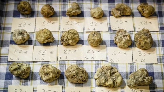 Alba e San Miniato, le regine del tartufo