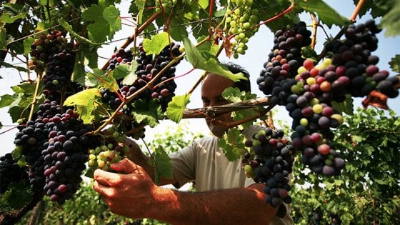 La vendemmia presso Vite Colte, in una foto tratta dal sito dell'azienda