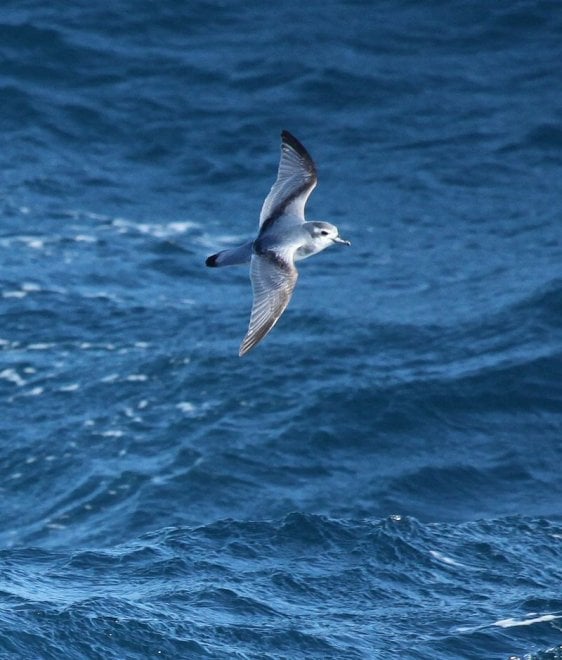 Plastica killer: ecco gli uccelli marini a rischio