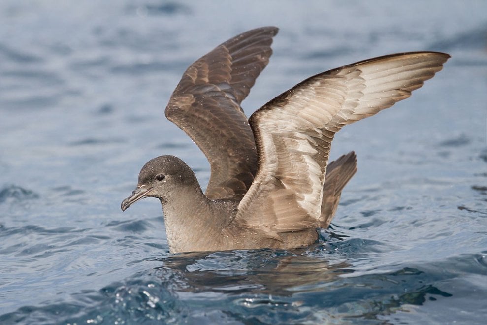 Plastica killer: ecco gli uccelli marini a rischio