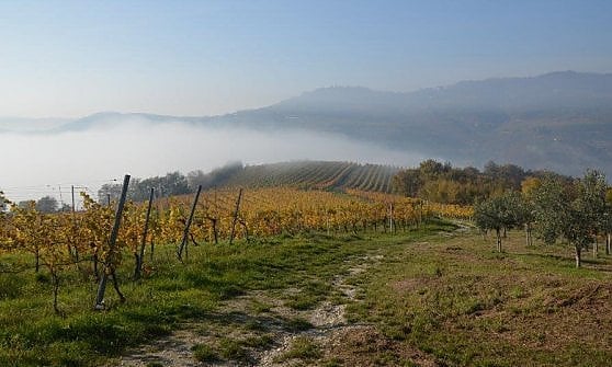 I vigneti di "Corte Sant'Alda"