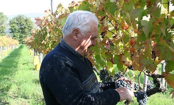 La vendemmia a "Il Cancelliere"