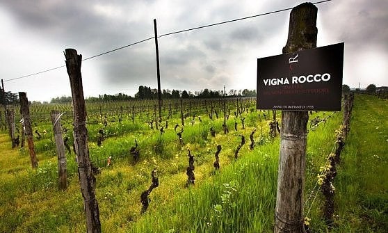 Un vigneto di Rocco di Carpeneto