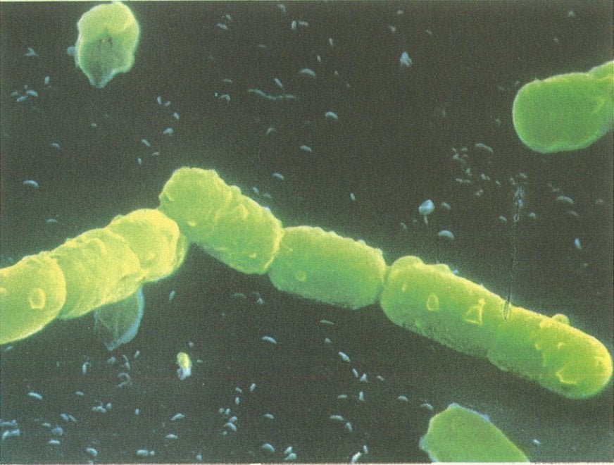 I batteri resistenti agli antibiotici