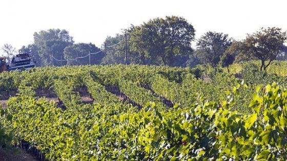 Burocrazia, contraffazioni, vigneti: finalmente il vino ha la sua legge