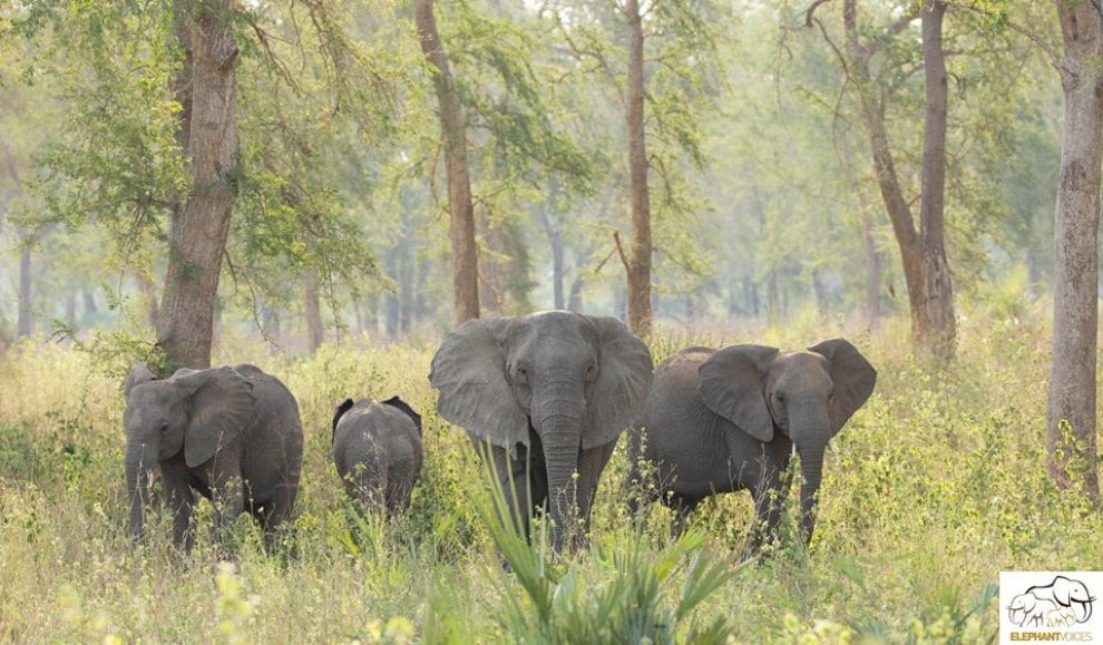 L'allarme di Elephant Voice: ''I cuccioli nascono senza zanne''