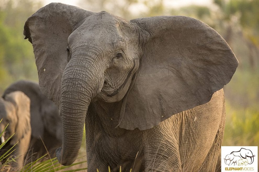 L'allarme di Elephant Voice: ''I cuccioli nascono senza zanne''