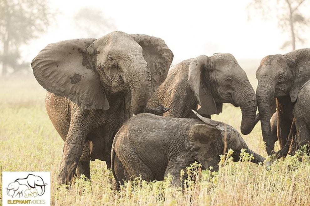 L'allarme di Elephant Voice: ''I cuccioli nascono senza zanne''