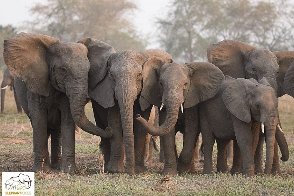 L'allarme di Elephant Voice: ''I cuccioli nascono senza zanne''