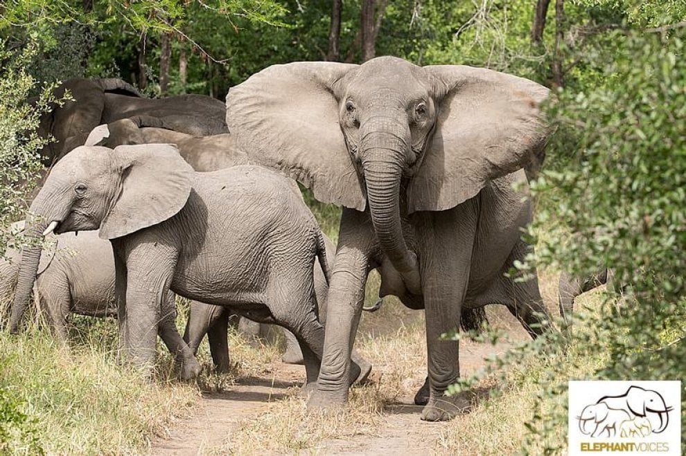 L'allarme di Elephant Voice: ''I cuccioli nascono senza zanne''