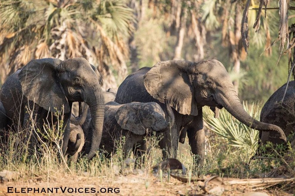 L'allarme di Elephant Voice: ''I cuccioli nascono senza zanne''