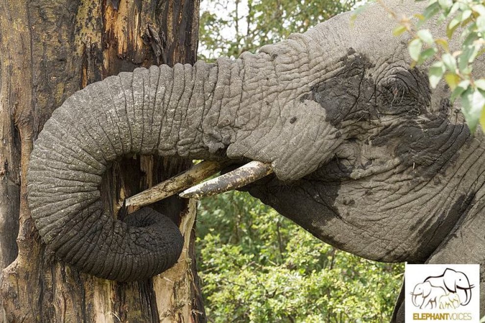 L'allarme di Elephant Voice: ''I cuccioli nascono senza zanne''