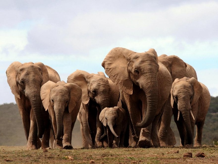 L'allarme di Elephant Voice: ''I cuccioli nascono senza zanne''