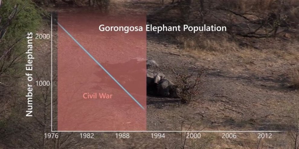 L'allarme di Elephant Voice: ''I cuccioli nascono senza zanne''