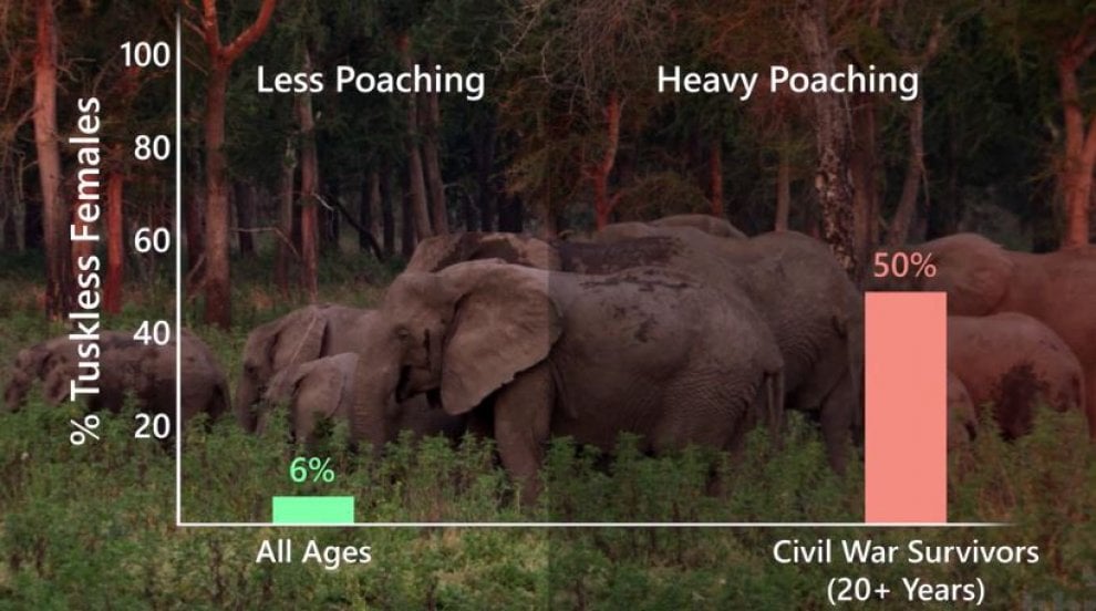 L'allarme di Elephant Voice: ''I cuccioli nascono senza zanne''