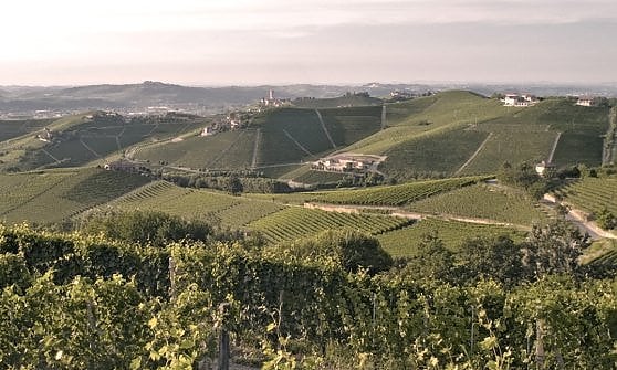 I vigneti dei Produttori in un'immagine tratta dal loro sito