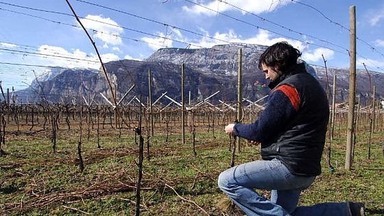 Lavoro in vigna, in una foto tratta dal sito aziendale