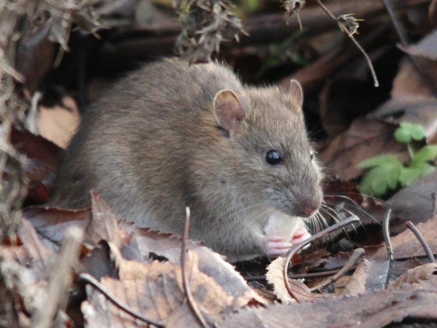 Anche gli animali comunicano con la chimica