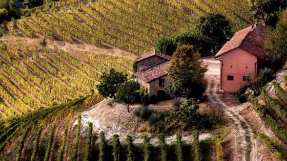 Vigneti nelle Langhe
