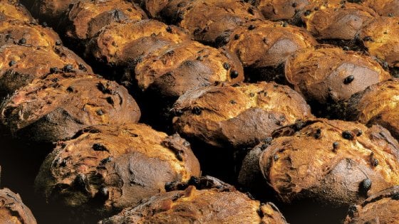 Panettoni Motta (dal sito aziendale)