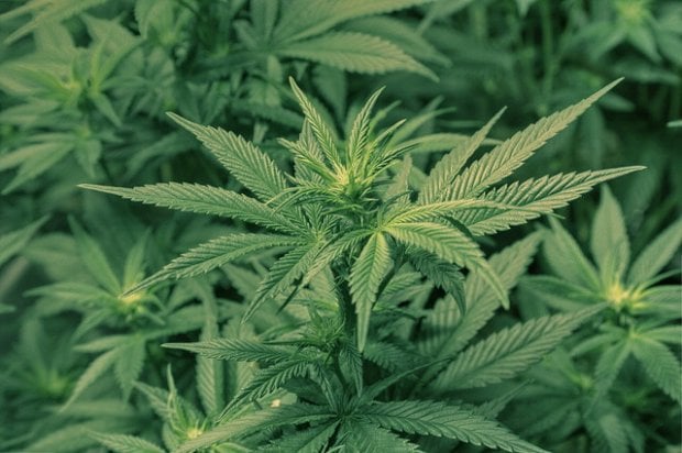 Cannabis, rischi e benefici