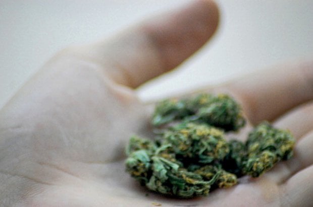 Cannabis, rischi e benefici