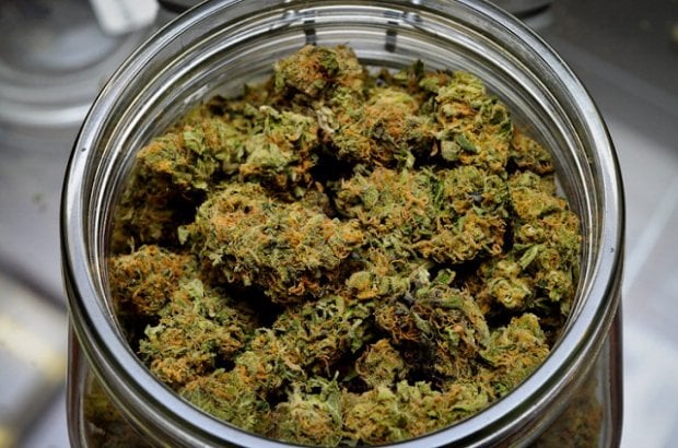 Cannabis, rischi e benefici