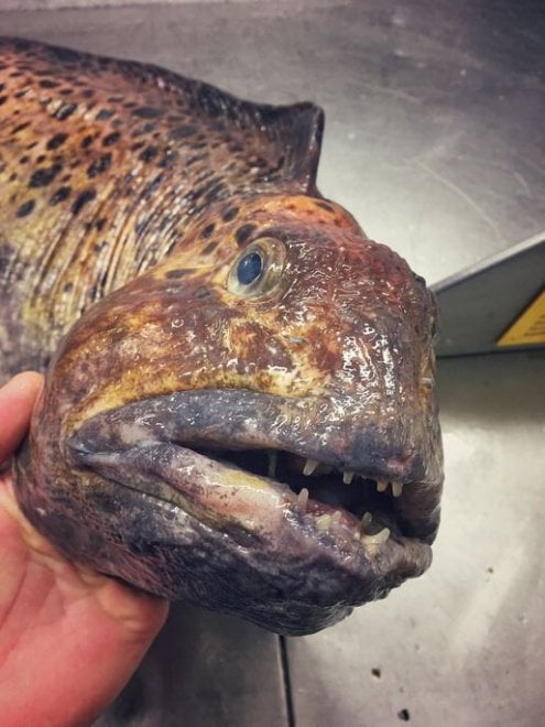 Russia, strane creature dagli abissi: gli scatti social del pescatore