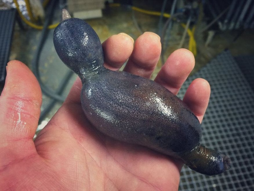 Russia, strane creature dagli abissi: gli scatti social del pescatore