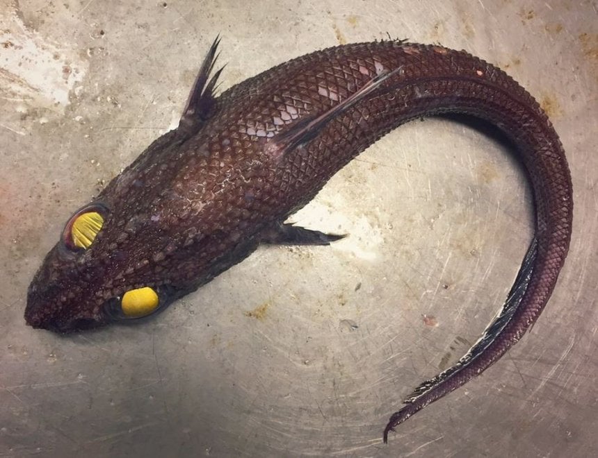 Russia, strane creature dagli abissi: gli scatti social del pescatore
