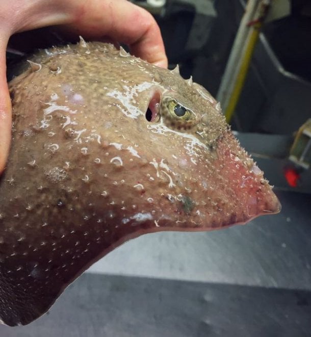 Russia, strane creature dagli abissi: gli scatti social del pescatore