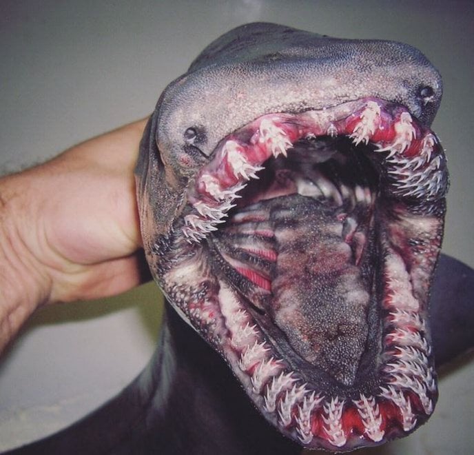 Russia, strane creature dagli abissi: gli scatti social del pescatore