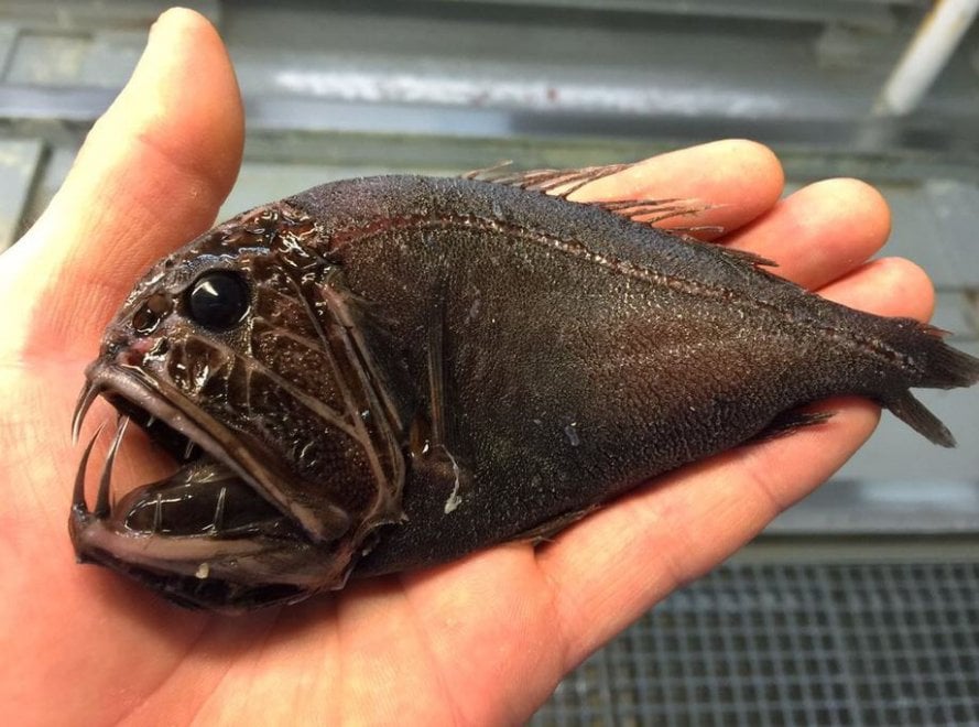 Russia, strane creature dagli abissi: gli scatti social del pescatore