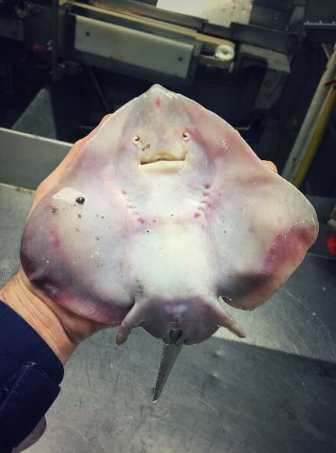 Russia, strane creature dagli abissi: gli scatti social del pescatore