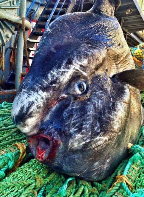 Russia, strane creature dagli abissi: gli scatti social del pescatore